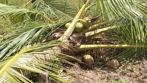 காட்டு யானைகளினால் வாழ்வாதாரத்தை இழந்து நிற்கும் மக்கள்