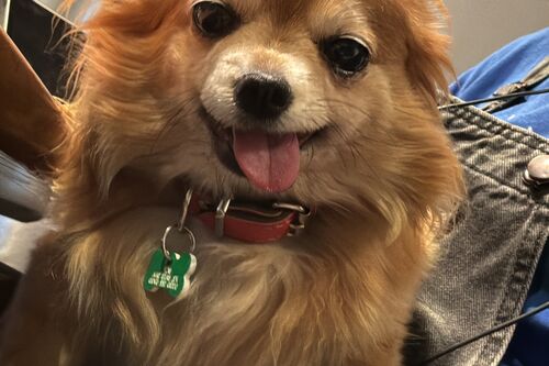 Tallulah
