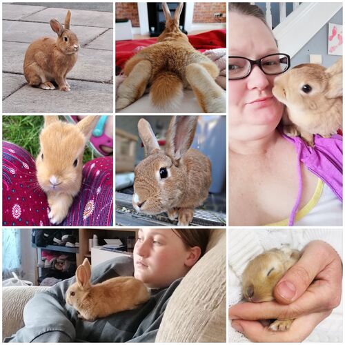 Online Book of Remembrance | Rainbow Bridge Pet Funeral Services