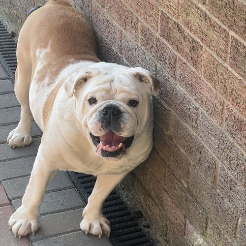 Online Book of Remembrance | Rainbow Bridge Pet Funeral Services