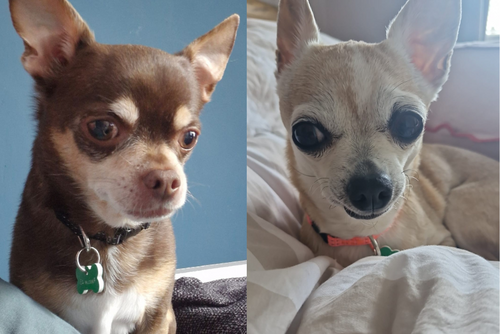 Our Dogs | British Chihuahua Rescue