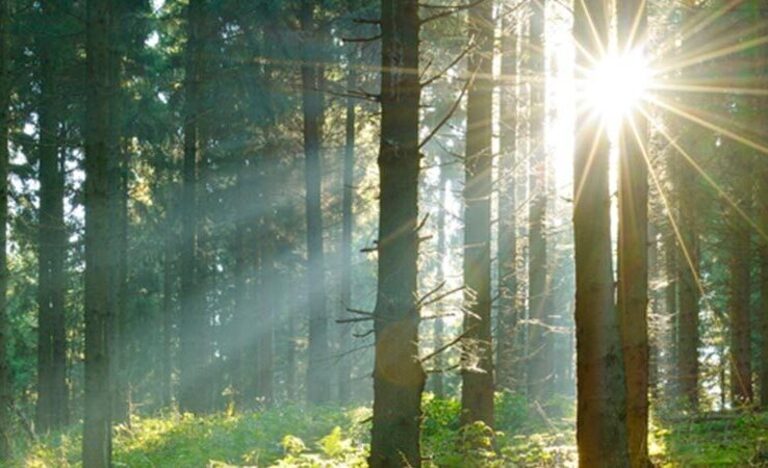 BNG | Omega Ecology Ltd | Preliminary Ecological Assessment (PEA)  | Biodiversity Net Gain (BNG )   | Ecological Clerk of Works (ECoWs)   