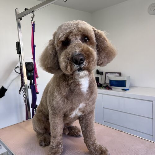 Windle Woofs | Dog Grooming | Photos | Gallery |