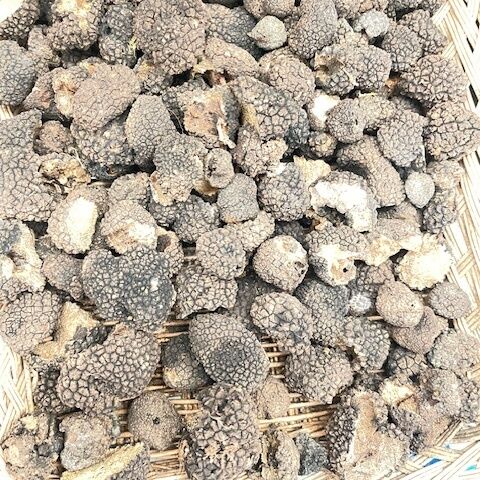 DOG TRAINING TRUFFLES