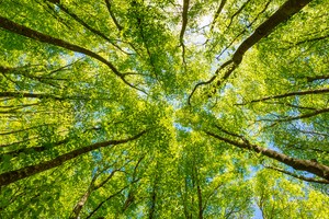 Lone Care Services now trading Independently