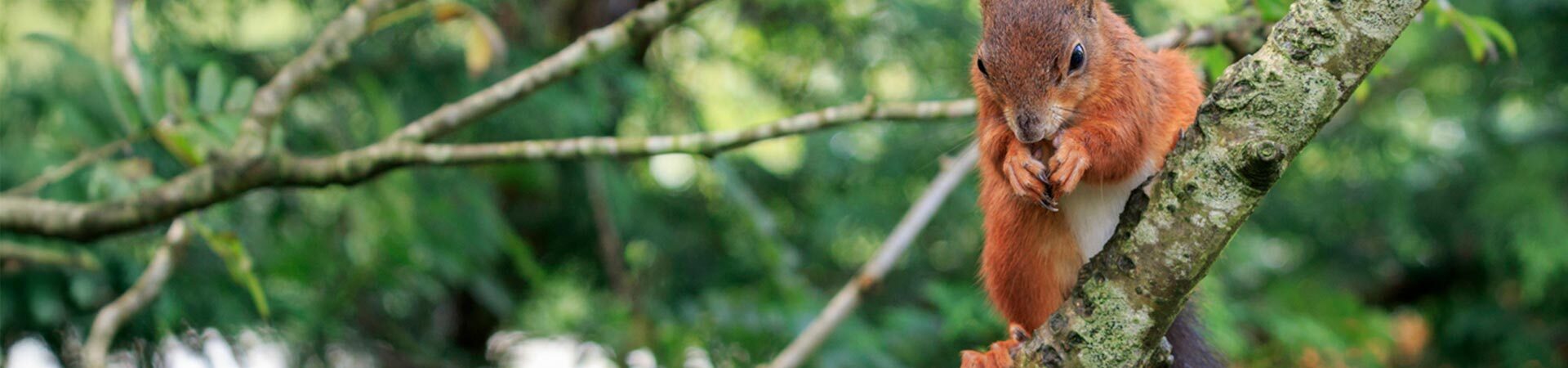 News | Omega Ecology Ltd | Preliminary Ecological Assessment (PEA)  | Biodiversity Net Gain (BNG )   | Ecological Clerk of Works (ECoWs)   