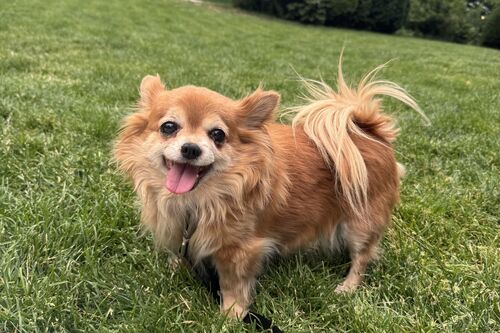 Tallulah
