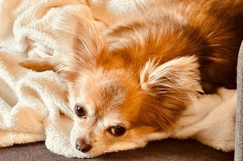 Penny