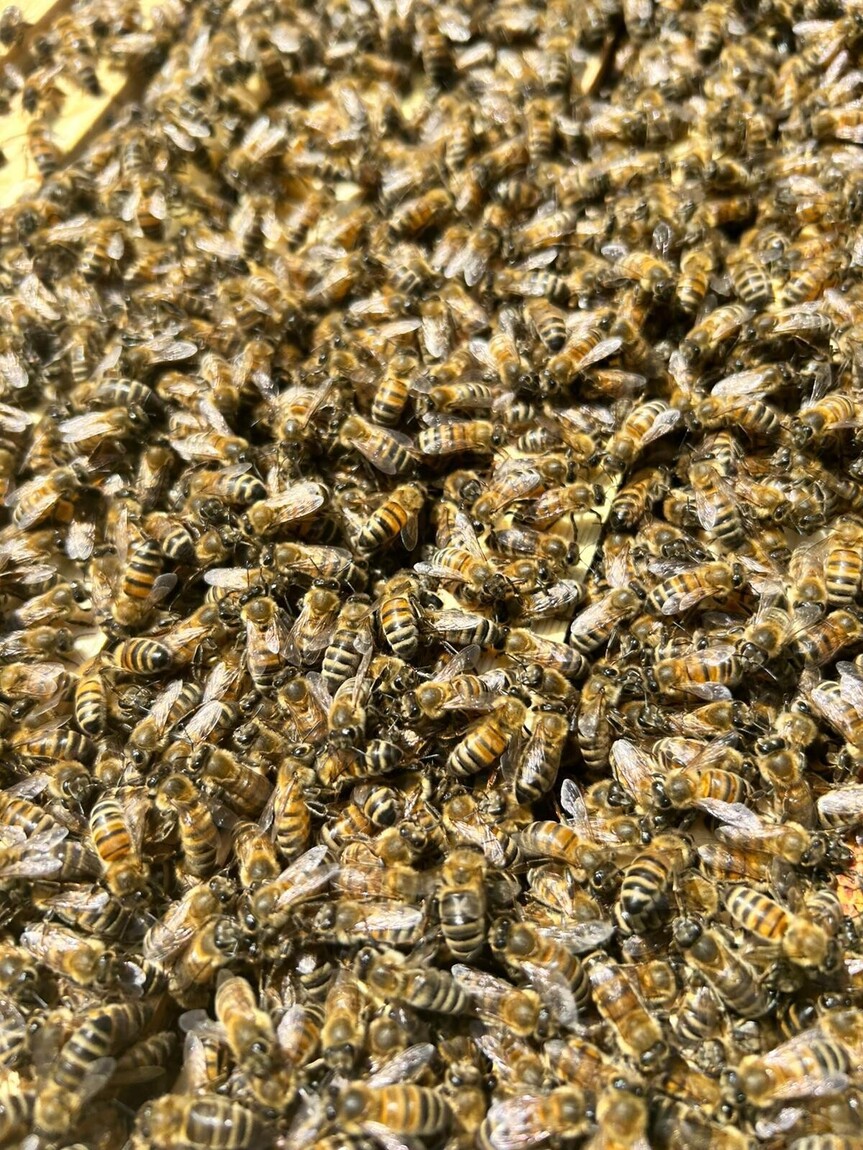 East Anglia Apiaries | Raw honey | Local honey | Natural Honey