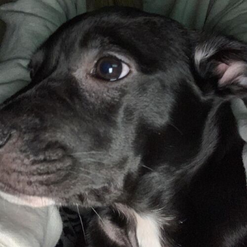Online Book of Remembrance | Rainbow Bridge Pet Funeral Services