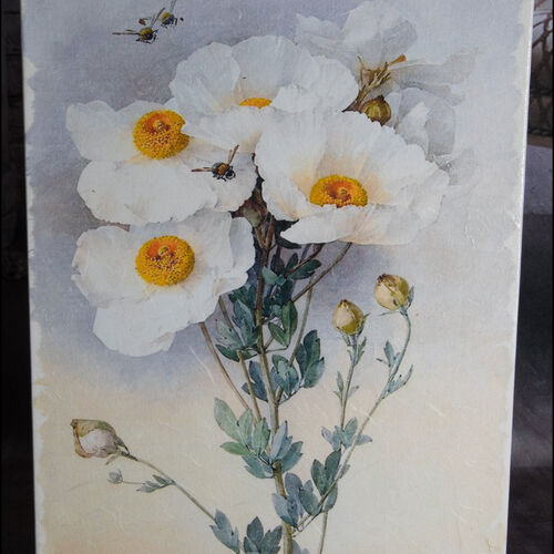 White Poppies