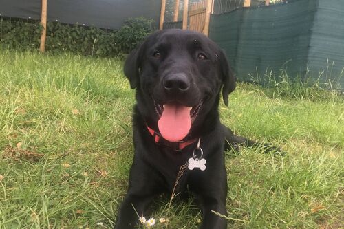 Gallery | Brixham Dog Training