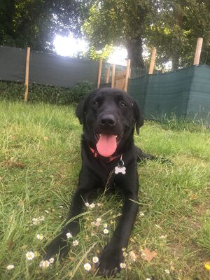 Brixham Dog Training