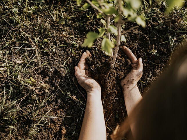 Dedicate A Tree | Rainbow Bridge Pet Funeral Services