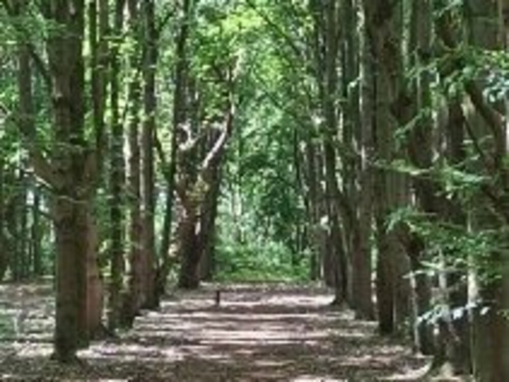 Portal Woodlands Sale | Martlesham Parish Council | Martlesham parish council planning | Martlesham parish council meeting | Martlesham parish council finance