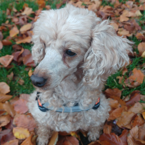Online Book of Remembrance | Rainbow Bridge Pet Funerals