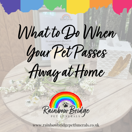 What to Do When Your Pet Passes Away at Home