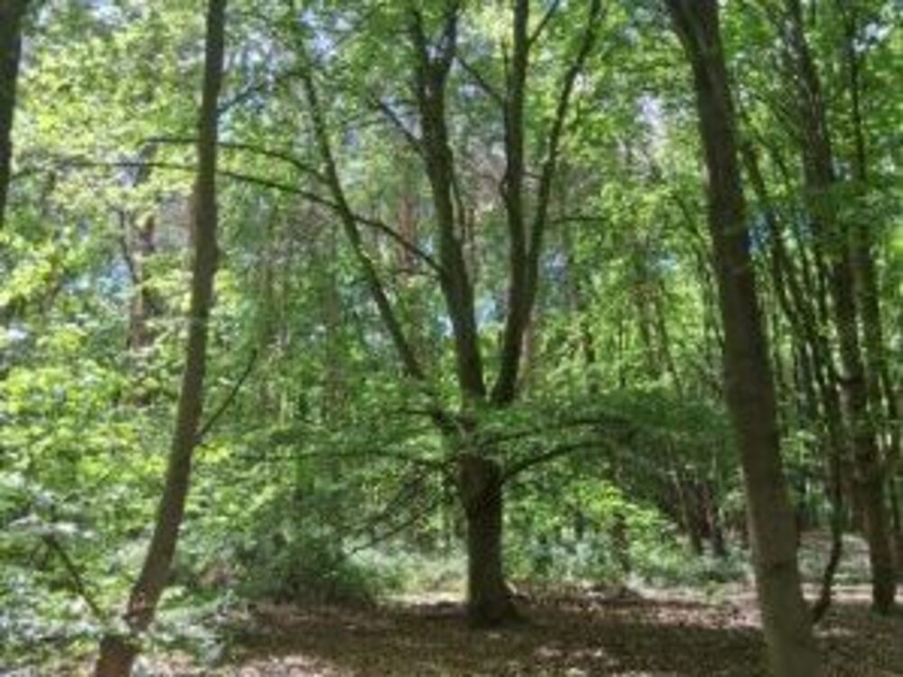 Portal Woodlands Sale | Martlesham Parish Council | Martlesham parish council planning | Martlesham parish council meeting | Martlesham parish council finance