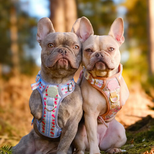 The French Bulldog Car Spray