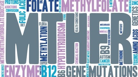 What role does the MTHFR gene play in ADHD?