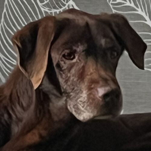 Online Book of Remembrance | Rainbow Bridge Pet Funeral Services