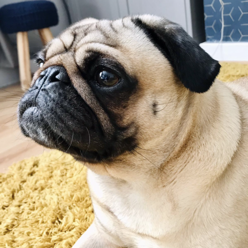 Online Book of Remembrance | Rainbow Bridge Pet Funeral Services