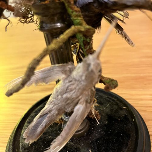 Taxidermy Specimens Under Glass Dome