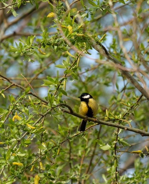 *IN THE LOOP MAY - AUGUST 2025*