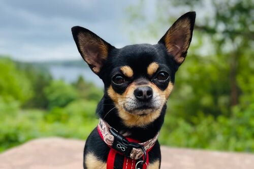 Enzo