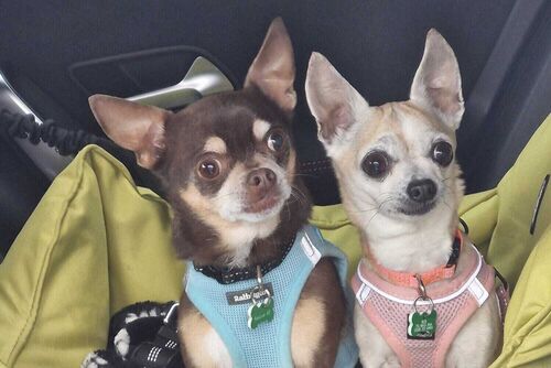 Our Dogs | British Chihuahua Rescue