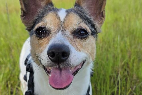 Our Dogs | British Chihuahua Rescue