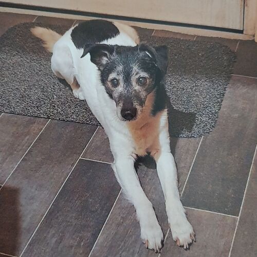 Online Book of Remembrance | Rainbow Bridge Pet Funerals