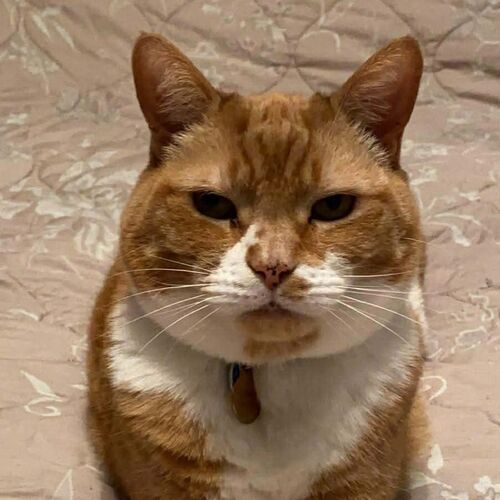 Online Book of Remembrance | Rainbow Bridge Pet Funeral Services