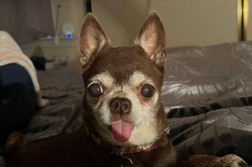 Frankie