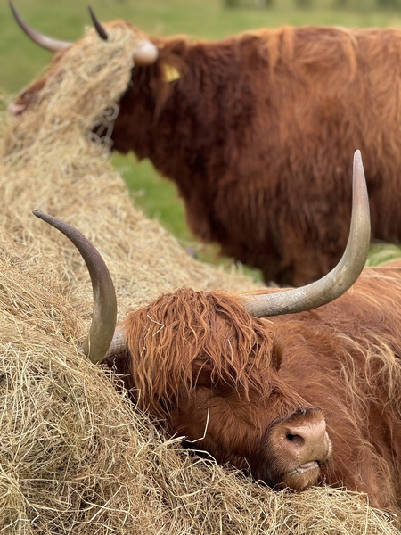 Animal Health and Welfare Plan