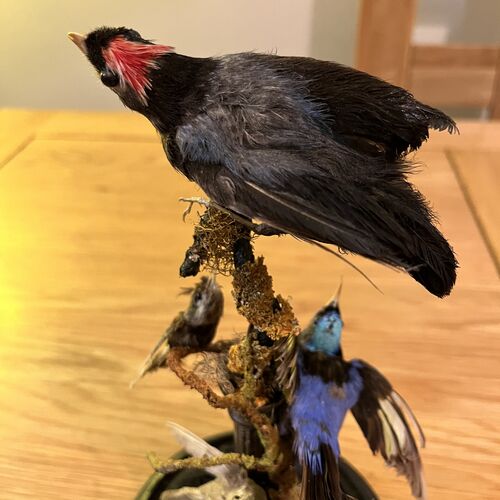 Taxidermy Specimens Under Glass Dome