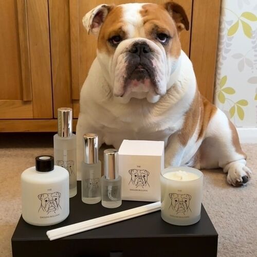 The English Bulldog Room/Upholstery Spray
