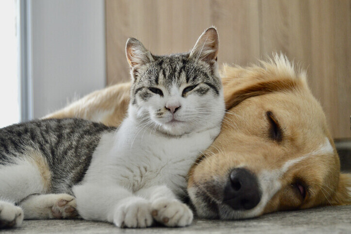 Prices | Rainbow Bridge Pet Euthanasia