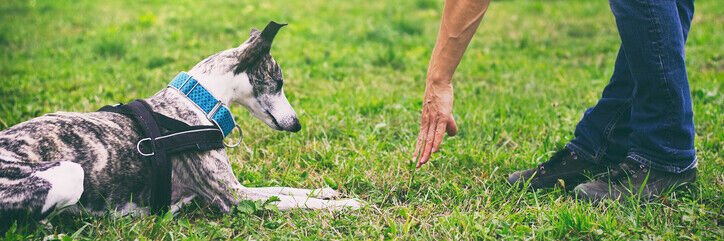 Adult Handling Skills | Brixham Dog Training
