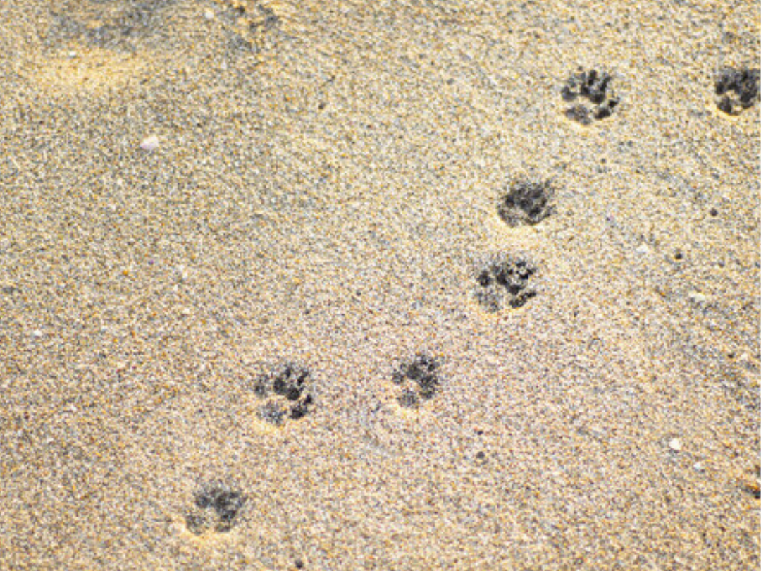 Pet Loss Support | Rainbow Bridge Pet Funerals