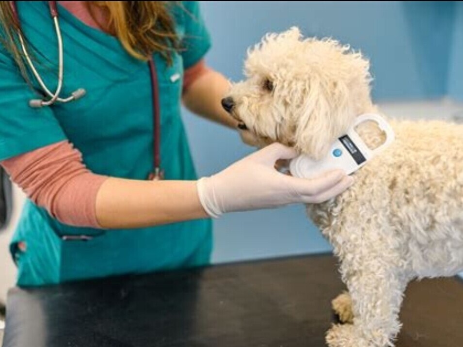 Are Your Pet's Microchip Details Up to Date? | Rainbow Bridge Pet Funeral Services