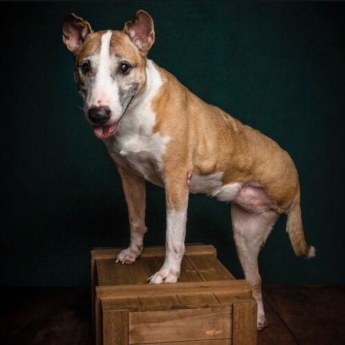 Online Book of Remembrance | Rainbow Bridge Pet Funeral Services