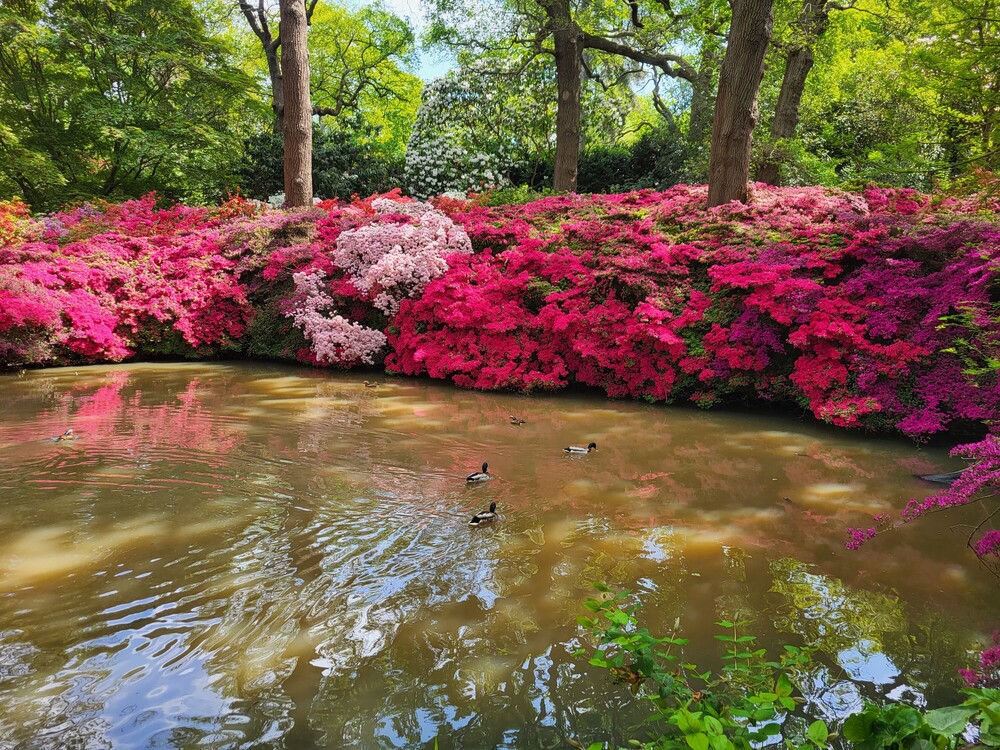 Richmond to Norbiton, taking in the Isabella Plantation