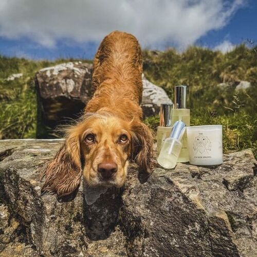 The Cocker Spaniel Candle