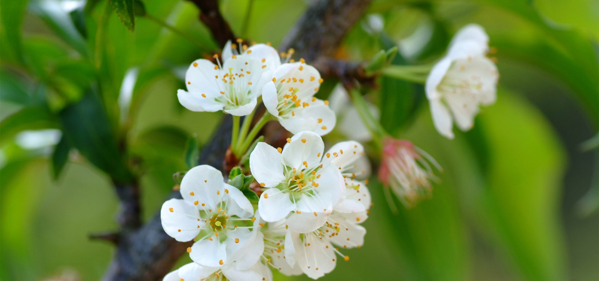 Civil and Commercial Mediation 