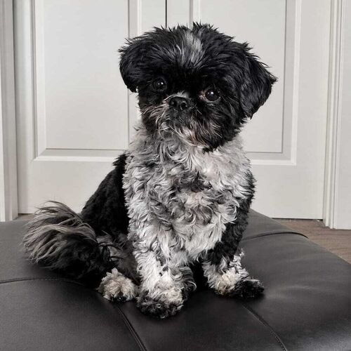 Online Book of Remembrance | Rainbow Bridge Pet Funerals