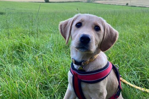 Gallery | Brixham Dog Training