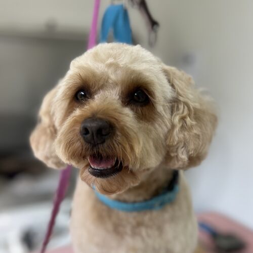 Windle Woofs | Dog Grooming | Photos | Gallery |