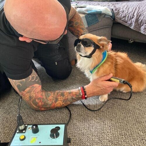 Can Laser therapy help my dog?