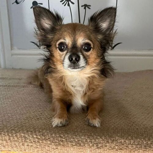 Online Book of Remembrance | Rainbow Bridge Pet Funeral Services